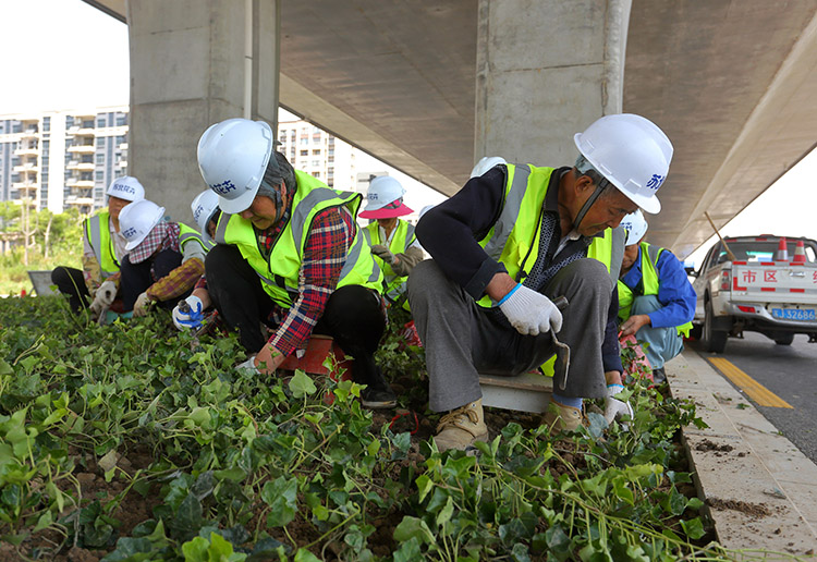 8、東環(huán)路高架下常春藤種植中.JPG